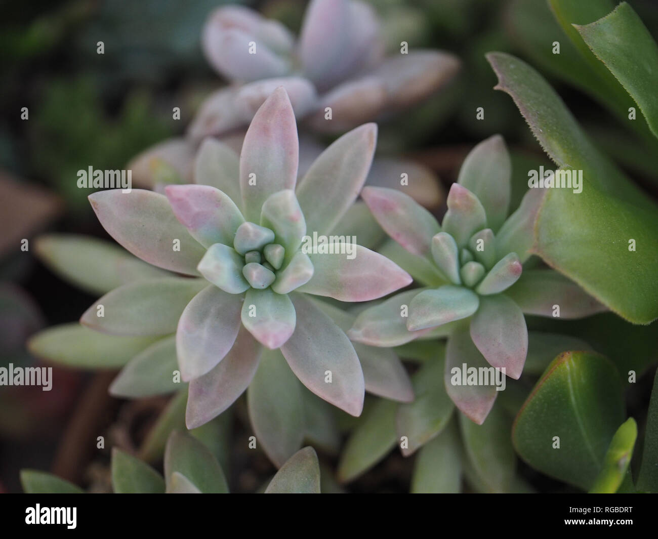 Plante succulente dans mon jardin succulentes Banque D'Images