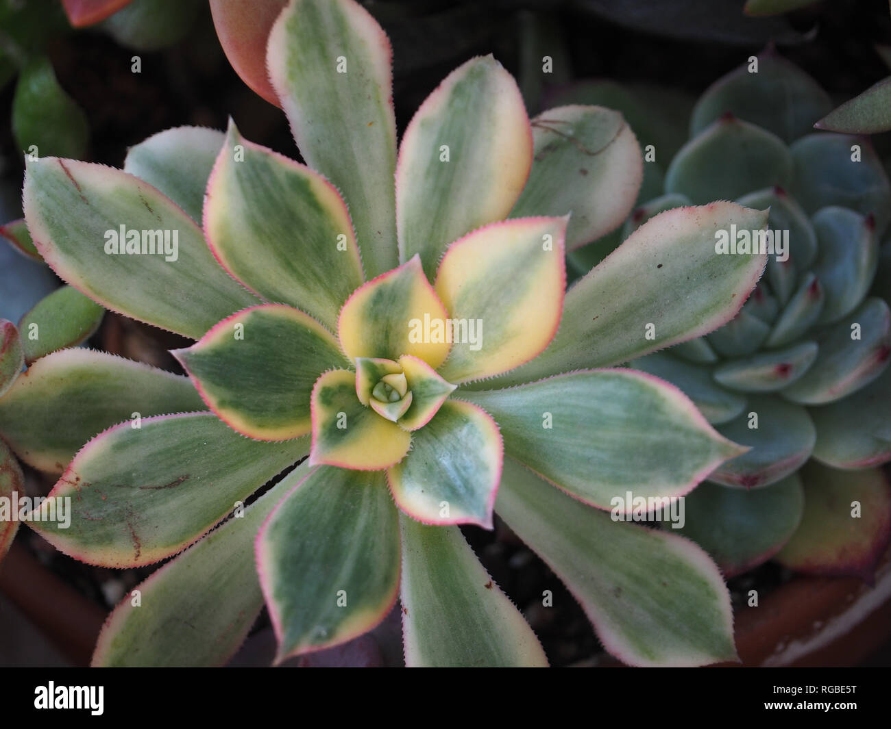 Plante succulente dans mon jardin succulentes Banque D'Images