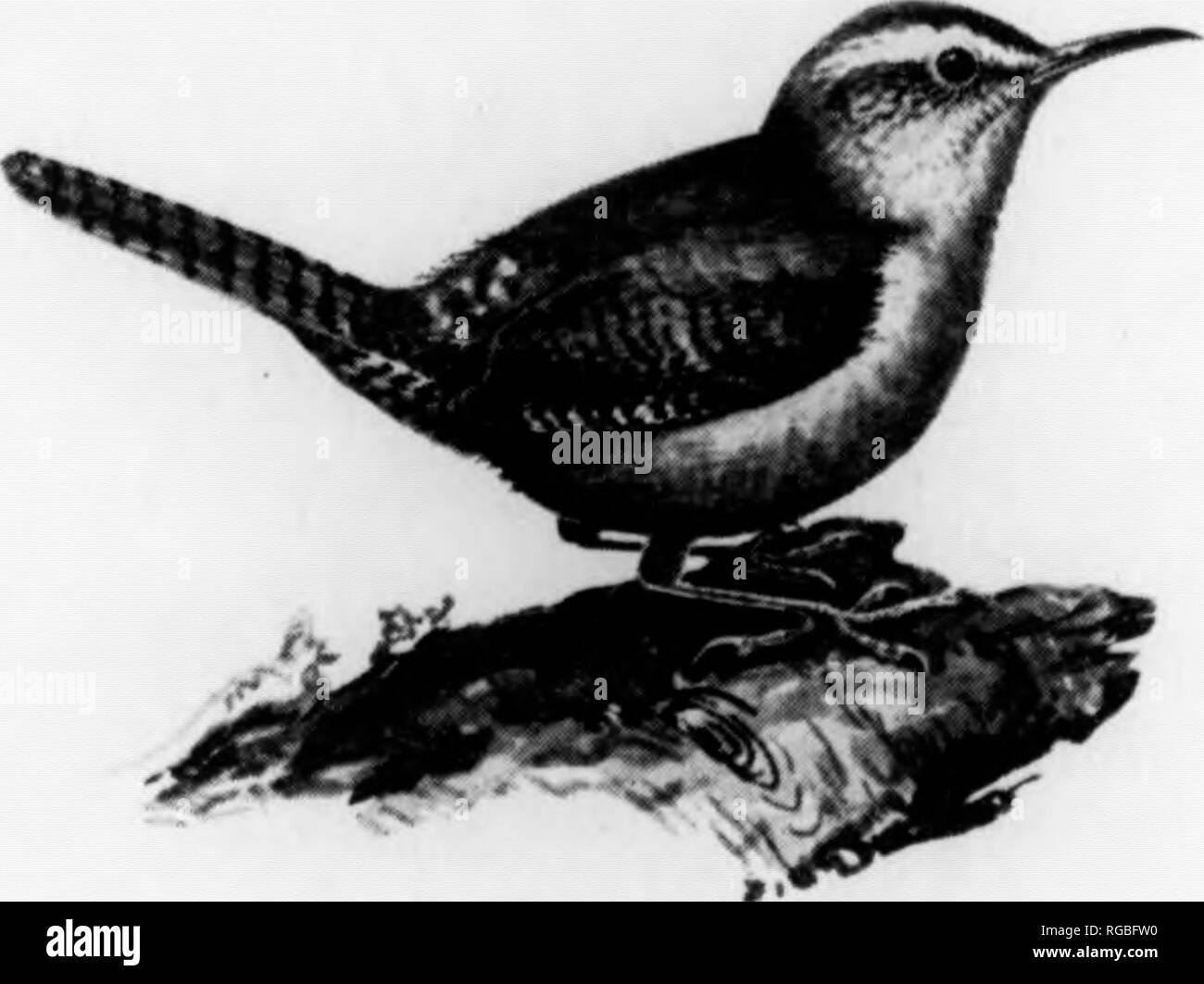 . Bulletin (Pennsylvanie), Commission de Jeu no 7. Protection de jeu ; les oiseaux. I 38 à l'espèce est présente dans leurs chansons. La chanson de Bewick peut vous rappeler d'un donné, légèrement abrégé quelque peu l'éclat de Bruant. Les troglodytes de Bewick utilisera environ la même sorte de case que le Troglodyte familier mais ils s'occupent des situations en piles de bois, sous les galeries, et d'autres sites très près du sol qui les Troglodytes familiers pratiquement jamais choisir. Pour une raison ou une autre et de Bewick Troglodyte familier jamais se produire au même endroit que celle de la nidification des espèces. Ils sont ap- parently d'une façon antagoniste.* Dans certaine section Banque D'Images