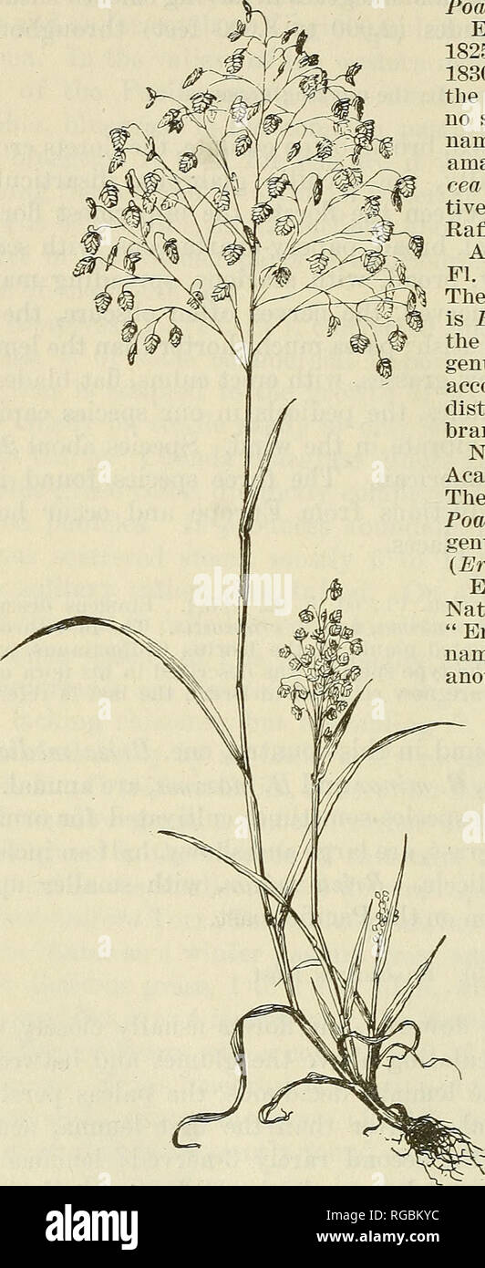 . Bulletin du Ministère de l'Agriculture des États-Unis. L'agriculture ; l'Agriculture. BULLETIN 46 772, U.S. DEPARTMENT OF AGRICULTURE. Espèce-Type : Briza erayrostis I.. Eragrostis Hôte, gramme. Austr. 4 : mais pas de description générique est donné.. 14, pi. 24. 1809. Une espèce est décrite, du genre Eragrostis a d'abord diagnostiqué par Beauvois/ le type étant l'Eragrostis eragrostis, basé sur l'Eragrostis Poa L., Neogenyt Erochloe. Raf. 4, 1825 ; Bull. Bot. Seringe 1 : 221. 1830. Rafinesque a proposé pour la première fois le nom en 1825 mais a mentionné aucune espèce. En 1830, il donne le nom de " Poa spectabilis seu amabilis,&qu Banque D'Images