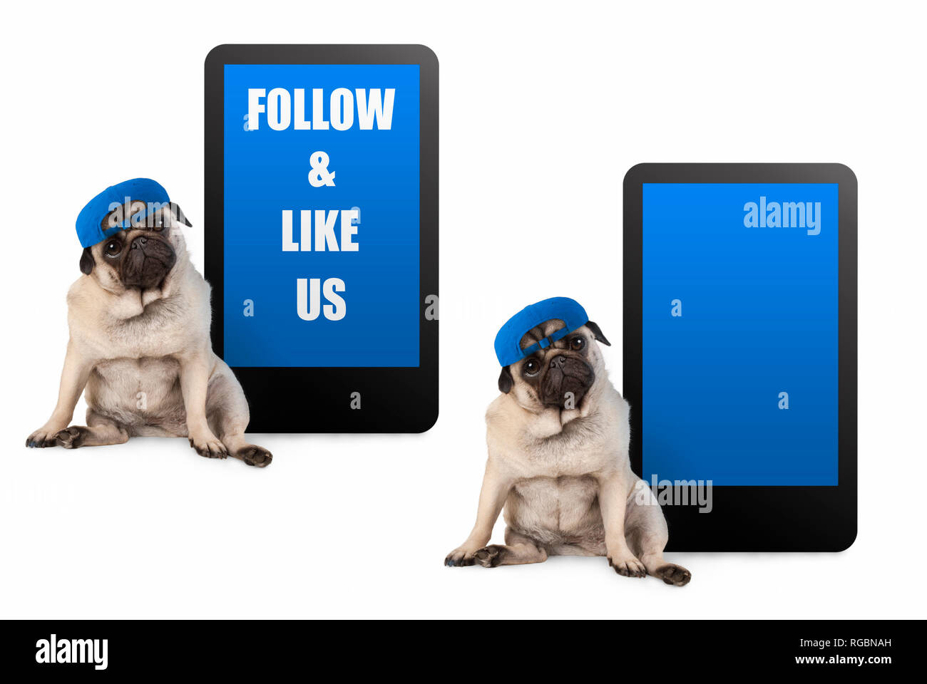 Cute puppy pug dog à la smart, assis à côté de tablette avec texte et comme nous, wearing blue cap, isolated on white Banque D'Images