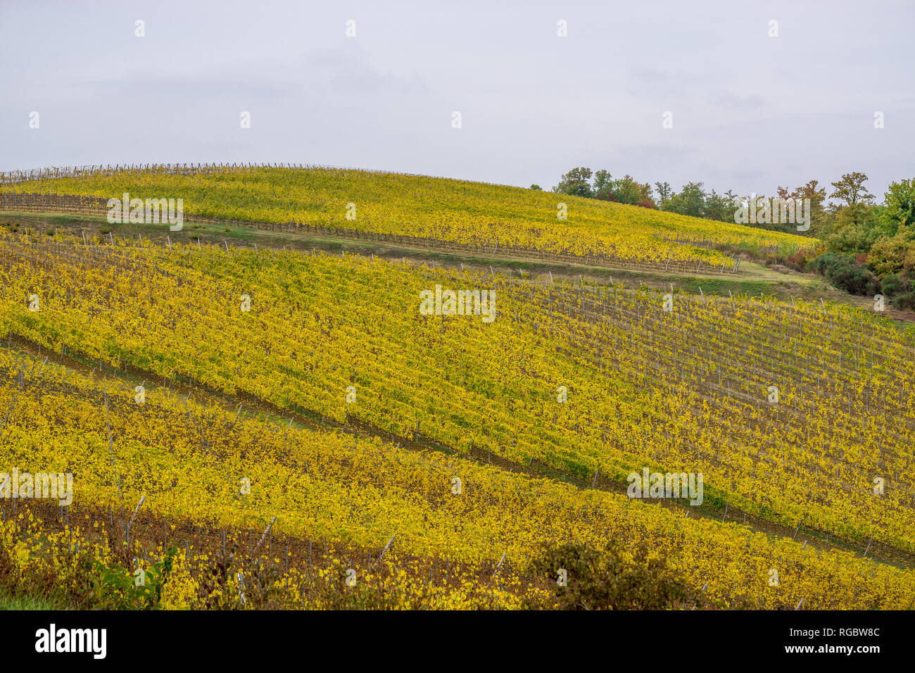 Vignes sur une colline en Toscane Banque D'Images