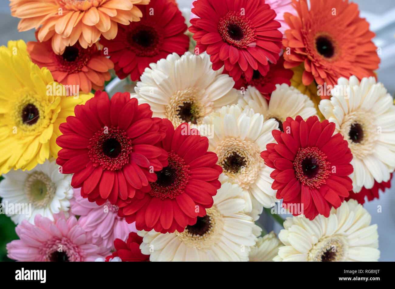 Gerbera de différentes formes et couleurs close-up Banque D'Images