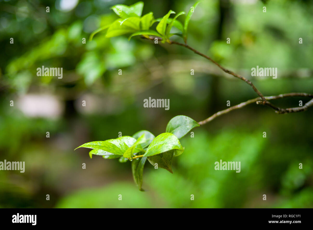 Branche d'arbre après la pluie à Sintra, Portugal Banque D'Images