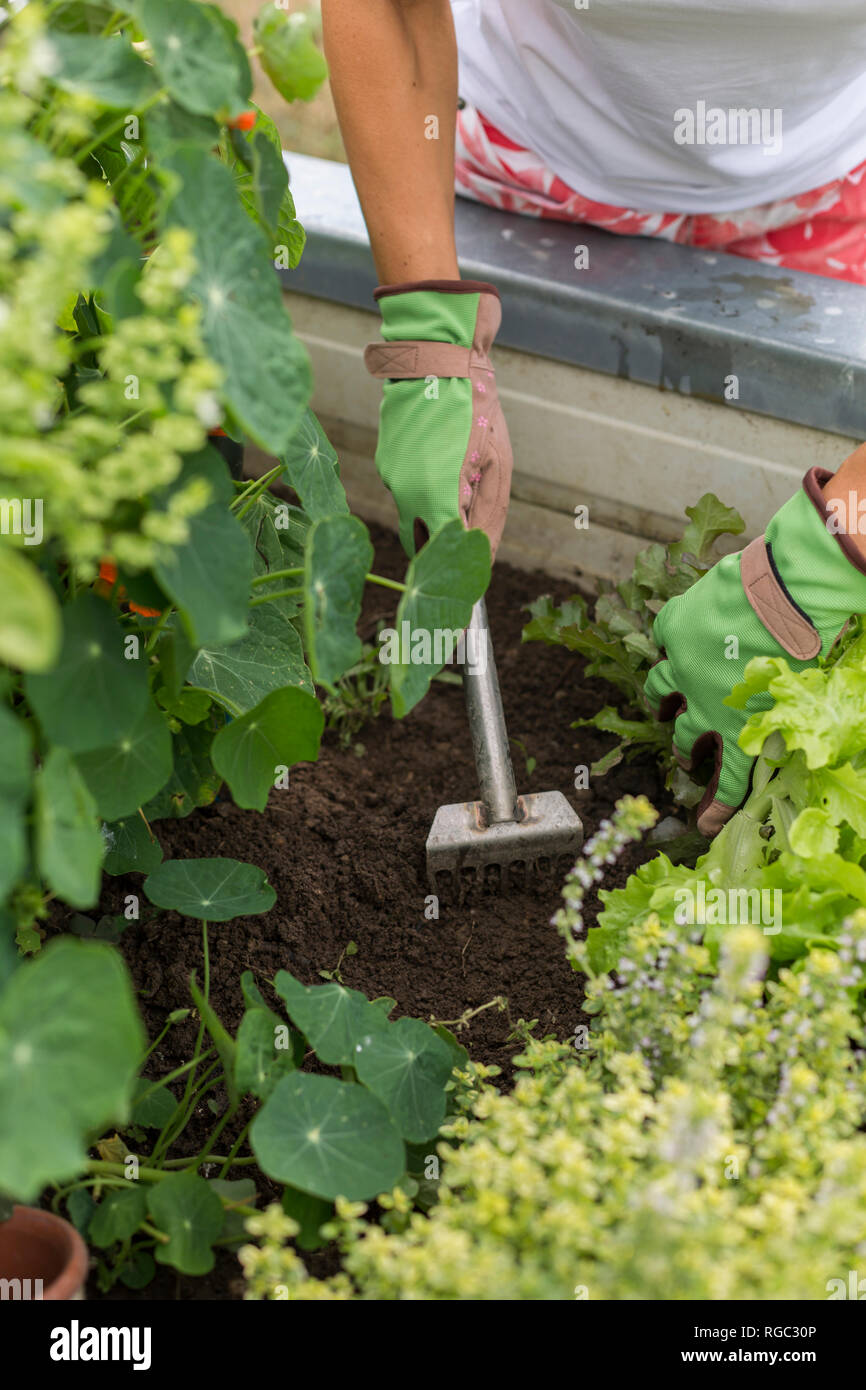 Close-up of woman gardening à soulevé bed Banque D'Images