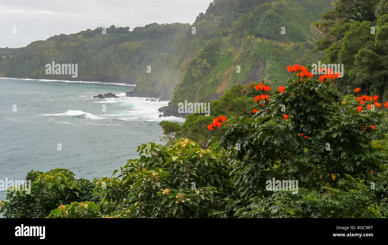 Un tir de maui honomanu bay et un tulipier d'Afrique sur la route de Hana Banque D'Images