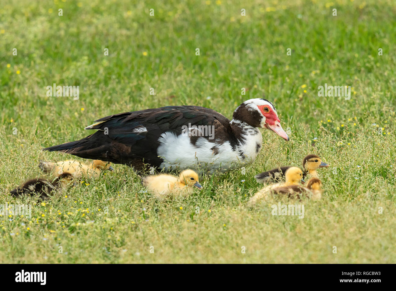 Canard De Barbarie Femelles Avec Canetons Dans Champ Vert Photo Stock Alamy Canard De Barbarie Femelles Avec Canetons Dans Champ Vert Photo Stock Alamy