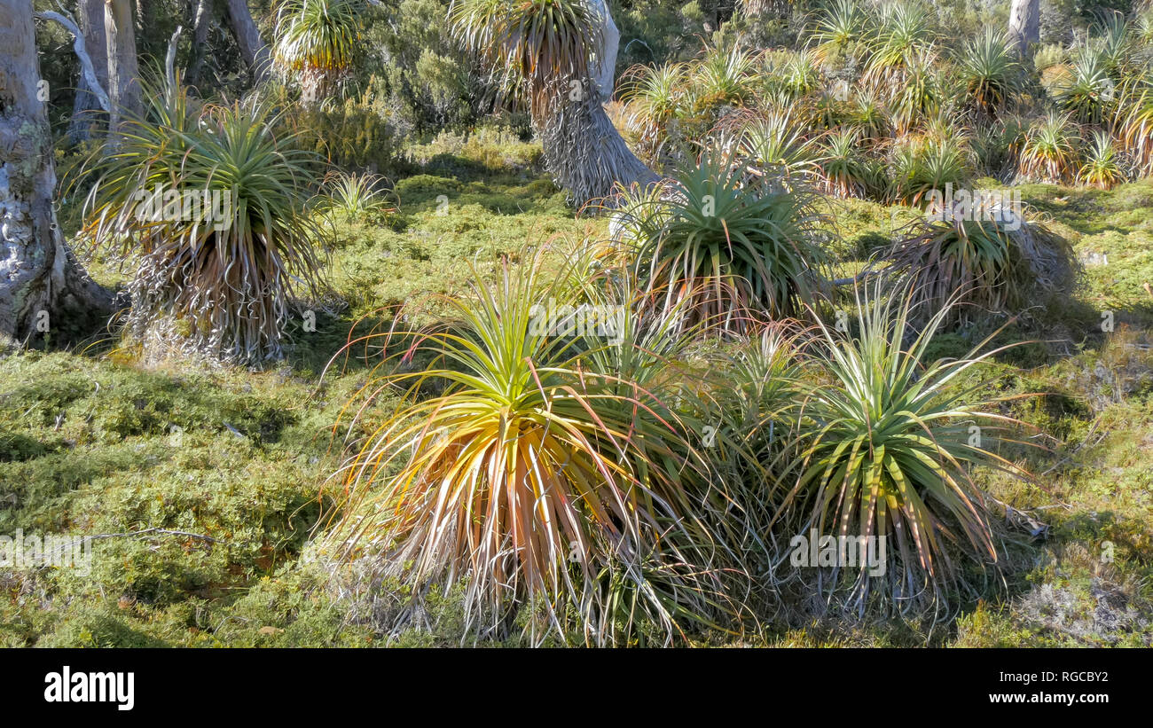 Une vue en gros plan d'un bosquet de jeunes plantes pandani sur l'Overland track dans le parc national de Cradle Mountain, en Tasmanie Banque D'Images