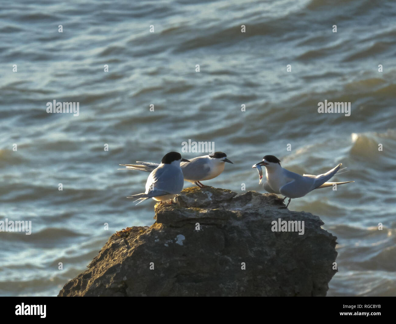 Une sterne naine blanche offre une friture de poisson pour un autre oiseau en Nouvelle Zélande Banque D'Images