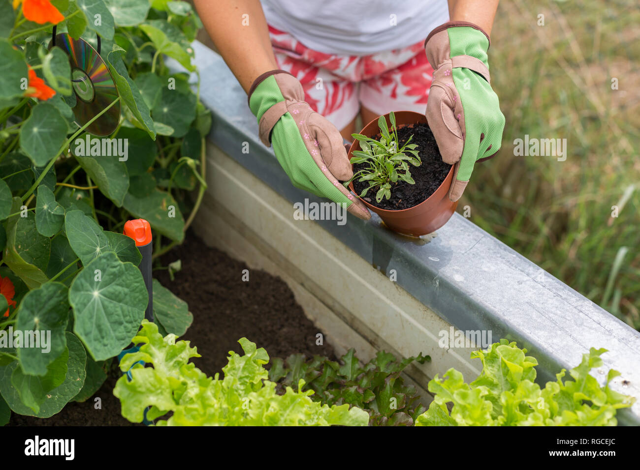 Close-up of woman gardening à soulevé bed Banque D'Images