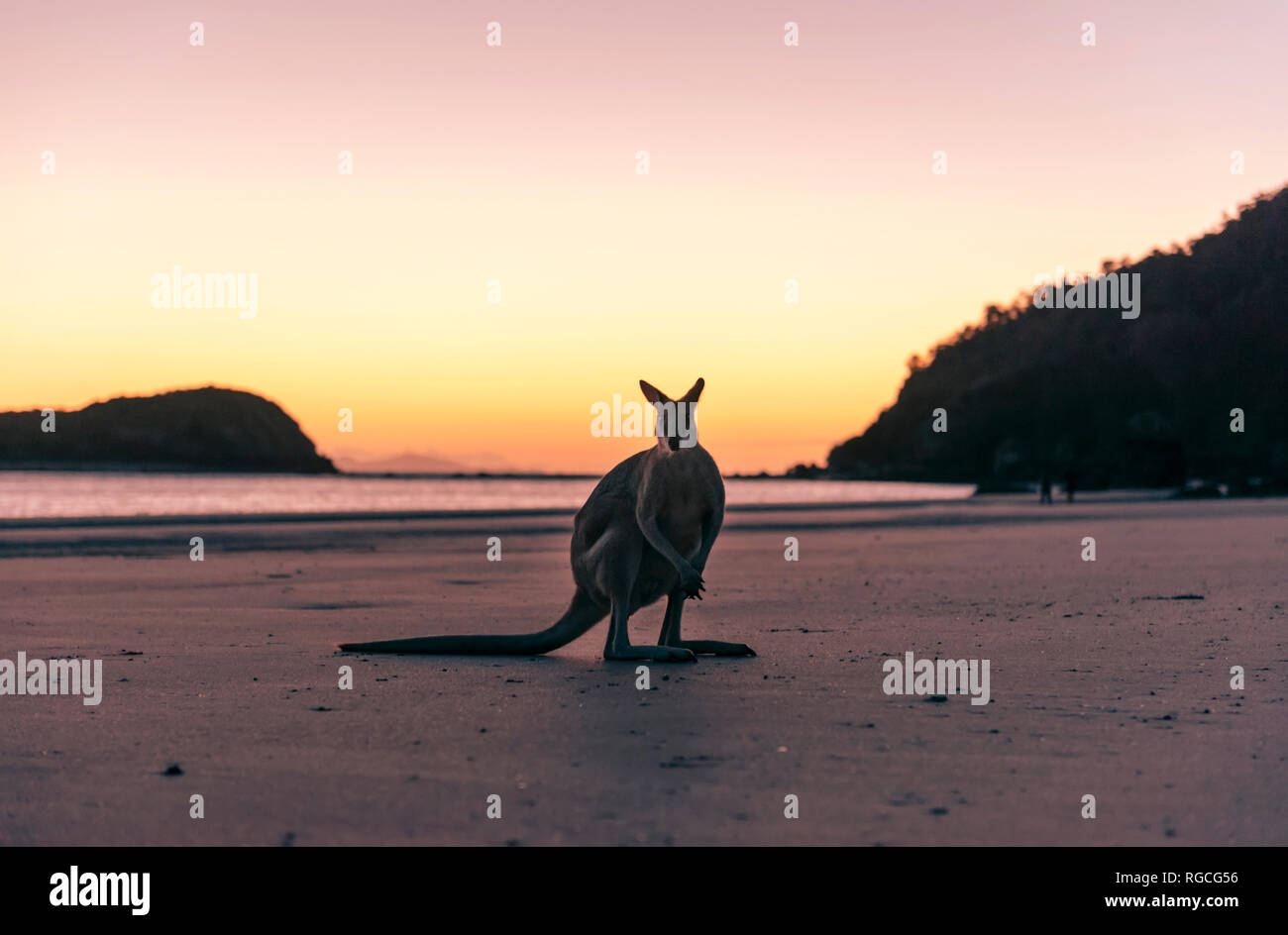 L'Australie, Queensland, kangaroo à la plage le matin Banque D'Images