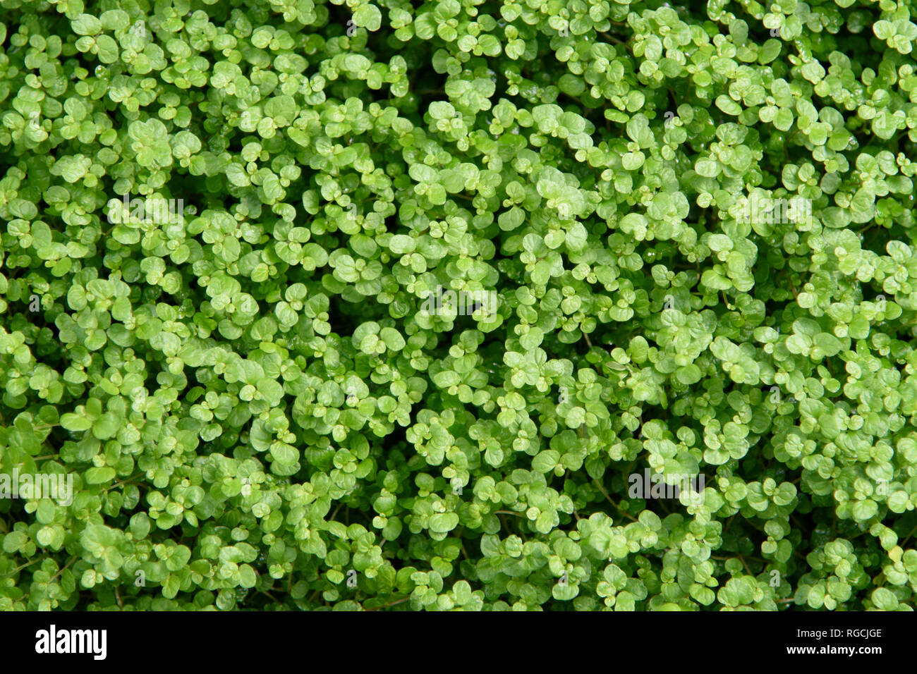 Pelouse à l'herbe verte Journée ensoleillée comme arrière-plan naturel Banque D'Images