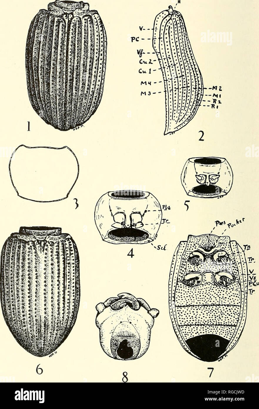 . Bulletin de l'Académie des Sciences de Californie du Sud. La science ; natural history ; histoire naturelle. Bulletin, alors... L'Académie des Sciences de Californie 53, partie 2, 1954. 23 PLAQUE Fig. 1. Laticornis Apsena, dos d'élytres et scutellum. Longueur 7,3 mm, largeur 4,4 mm., épaisseur de 2,7 mm du corps. Fig. 2. Même, vue de côté elytron. Cu 1,2, - Cubitus ; H, - l'humérus ; M 1, 2, 3, 4 - Médias ; PC, - Postcubitis ; R 1, 2, - Radius ; V, - Van- nus ; Vf, - suture Vannal. Fig. 3. Même, les contours de pronotum. (Suite page suivante) 96. Veuillez noter que ces images sont extraites de la page numérisée des images qui Banque D'Images