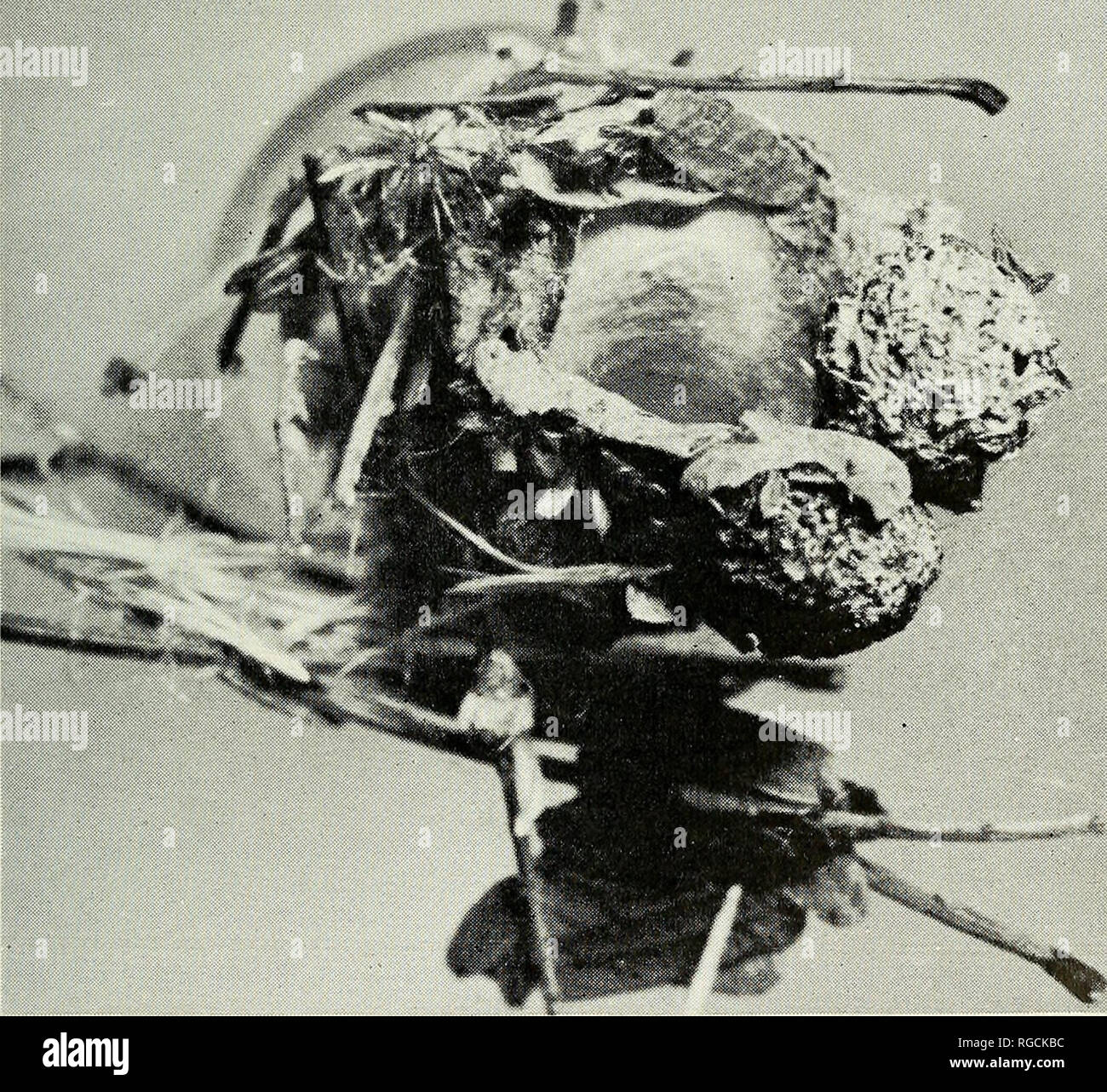 . Bulletin de l'Académie des Sciences de Californie du Sud. La science ; natural history ; histoire naturelle. La figure 9. Section transversale de cocoon 0/ Diguetia canities (McCook) montrant couvrir- ment plus de sacs d'oeufs et l'angle qu'ils fixent. Photo par Mortenson.. La figure 10. Entrée de cocon de Diguetia canities (McCook) montrant la position de la dernière cocon et rabat de deux crottes. lapin Photo par Mortenson.. Veuillez noter que ces images sont extraites de la page numérisée des images qui peuvent avoir été retouchées numériquement pour plus de lisibilité - coloration et l'aspect de ces illustrations ne peut pas parfaitement resemb Banque D'Images