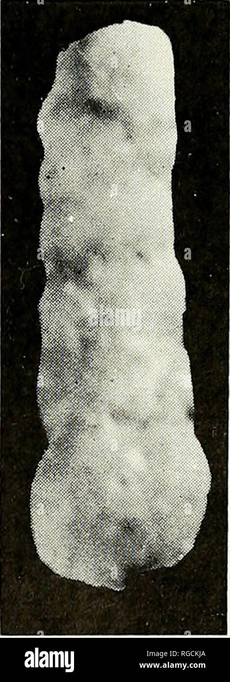 . Bulletin de l'Académie des Sciences de Californie du Sud. La science ; natural history ; histoire naturelle. La figure 2. Exemples de foraminifères du Crétacé ( ?) qui se produisent dans l'Unité III des sédiments récents près de Vernon, Arizona. Lignes d'échelle : = 1 mm. Discussion au Pléistocène et alluvions récentes dans le sud-ouest, il est parfois soupçonné que la redéposition s'est produite. Dans de nombreuses zones où la géologie récente a été peu étudié, il ne peut pas être facilement connu si présentent souvent des fossiles de mollusques terrestres et d'eau douce sont en place ou non. Par conséquent, la présence du Crétacé ( ?) brachial Banque D'Images