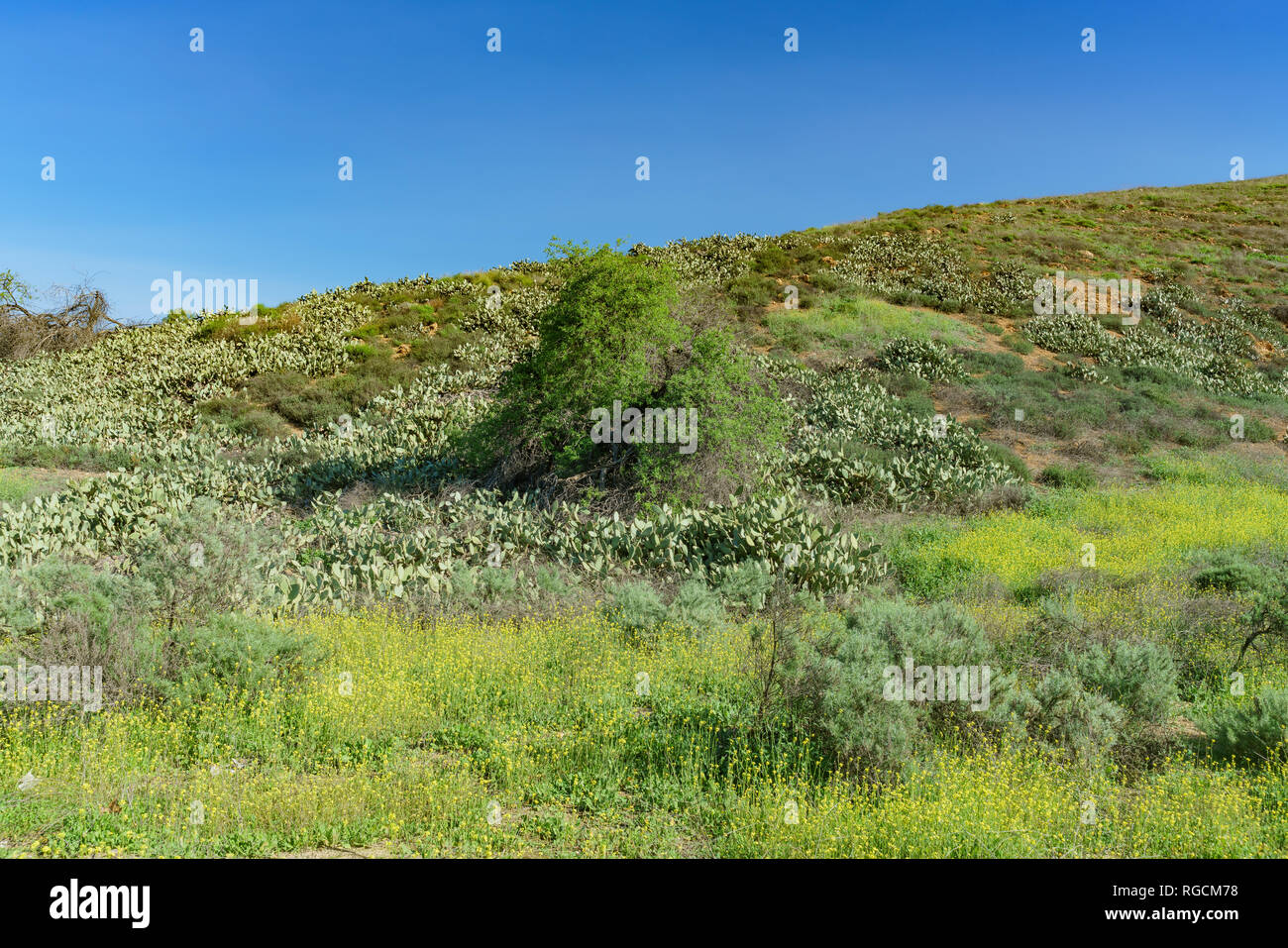 Matin voir d'une montagne en milieu rural dans la région de Pomona à Los Angeles County, Californie Banque D'Images