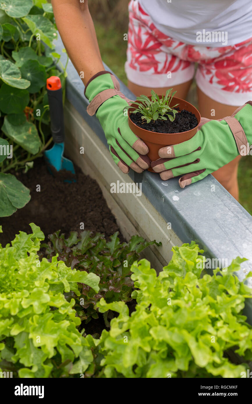 Close-up of woman gardening à soulevé bed Banque D'Images