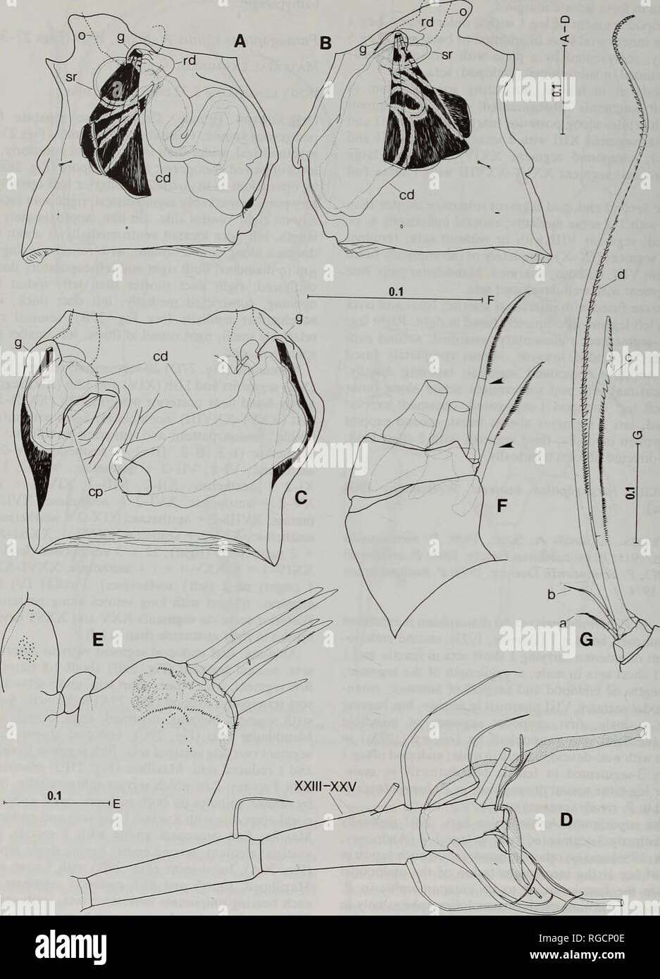 . Bulletin du Musée d'histoire naturelle de la zoologie. 146 S. OHTSUKA, G.A. BOXSHALL ET H.S.J. Re. Fig. 27. Paraugaptilus similis, femme. Un double, les segments de droite, vue latérale ; B, double-génitale, somite vue latérale gauche ; C, double-génitale, somite vue ventrale ; D, segments de Antennulary XXII-XXVIII ; E, Praecoxal cardiovasculaire, endite coxal et bordure interne de base ; F, quatrième et cinquième segments endopod maxilfiped la plus interne, de seta indiqué par la flèche, mi-marge seta sur quatrième segment manquant ; G, sixième endopod maxilfiped de segment. Balance en mm.. Veuillez noter que ces images sont extraites Banque D'Images