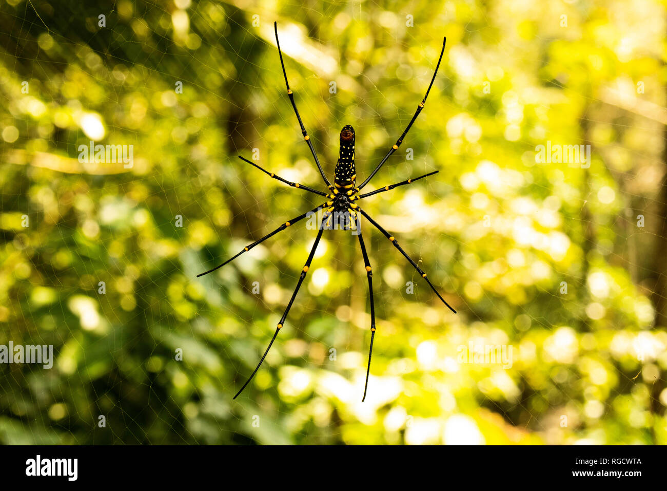 Une image macro capture la sérénité matinale tandis qu'une énorme araignée noire et jaune repose en toute confiance sur sa toile scintillante, prête à attraper une araignée sans méfiance Banque D'Images