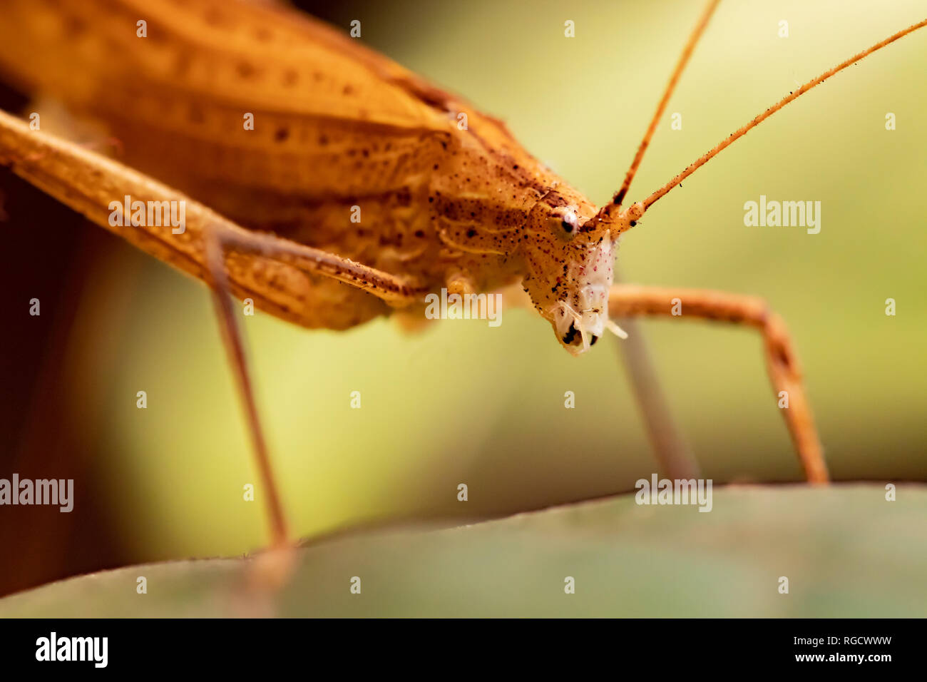 Macro photo prise d'un Grasshopper à l'aube, photographie d'insecte Banque D'Images