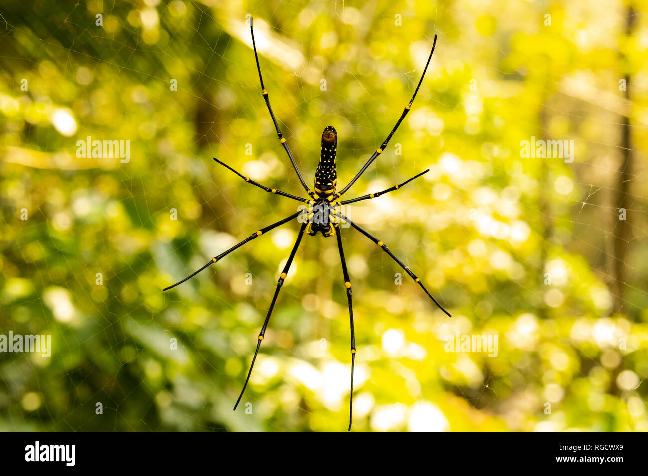 Une image macro d'une araignée noire et jaune patiemment posée sur sa toile complexe, prête à piéger un insecte sans méfiance. Banque D'Images