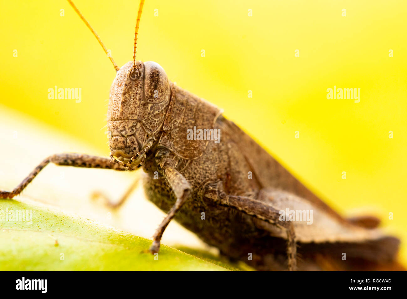 Macro photo révèle le monde complexe d'une sauterelle tôt le matin, mettant en valeur la beauté captivante de la photographie d'insectes. Banque D'Images