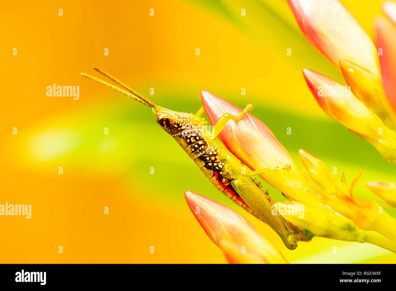 Image macro d'une sauterelle vibrante perchée gracieusement sur un bouton floral délicat, illuminée par les douces teintes du soleil du matin. Banque D'Images