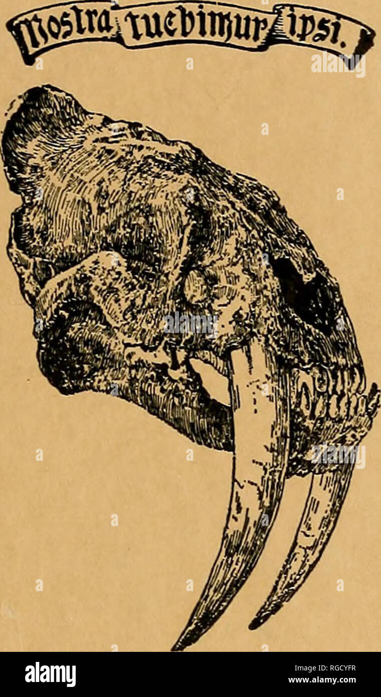 . Bulletin de l'Académie des Sciences de Californie du Sud. La science ; natural history ; histoire naturelle. Je LLETI N O FLmf^CaliforniafQ^ Sud F ' '''' Academy de Scieg^9 LOS ANGELES, CALIFORNIE * W YORK •Jardin iCAL. Volume 66, juillet-septembre 1967, n° 3 TABLE DES MATIÈRES E. Dawson Yale Yale numéro commémoratif E. Dawson, 1918-1966. John S. Garth 149 études dans le lichen foliacé des algues rouges de la côte du Pacifique IL Schizy menia-. Isabelle A. Abbott 161 contraste entre le processus de remplissage des pionniers sur les terres et la côte. S. Maxwell Doty 175 Croissance et le développement d'Sciadophycus stellatus Dawson. M. Neushul, J. Scott, A. Banque D'Images