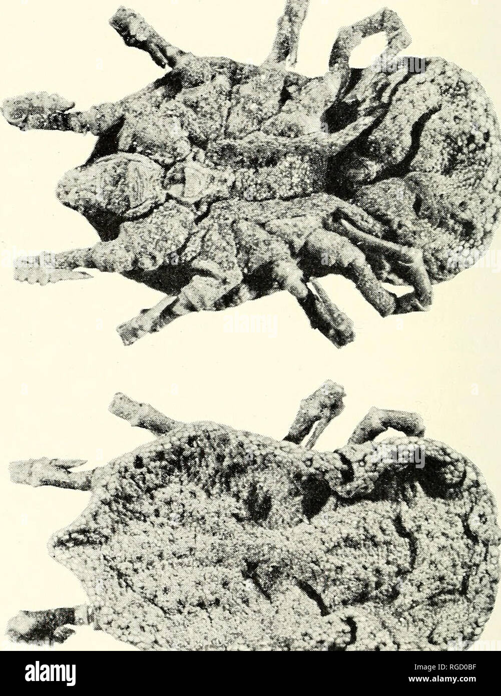 . Bulletin de l'Académie des Sciences de Californie du Sud. La science ; natural history ; histoire naturelle. Bulletin 242 So. Californie Sciences Académie / Vol. 61, pt. 4, 1^62 C. Long Beach State College. Le Dr Elbert Sleeper 1. Le Comté de Los Angeles, San Dimas, Exp. Forêt., VILn-59, no 2, 1 ad. Coll. M. Knox et E. Sleeper. Les gardes forestiers, les patrouilleurs et pare-feu du Service des forêts des États-Unis étaient très familiers avec l'Pajaroello. Bien informé l'auteur qu'ils ont d'abord fait la connaissance de la tique et sa bite tandis qu'affecté à la forêt nationale los Padres dans la région de Santa Barbara. Beaucoup d'int Banque D'Images