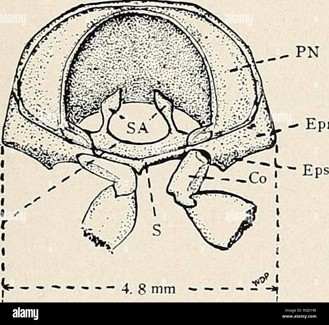 . Bulletin de l'Académie des Sciences de Californie du Sud. La science ; natural history ; histoire naturelle. - Epm, Sc. 10 Fig. 1. D Cantlion antiqiius Elytron simplex, n. ssp. Ax.-axillaire région ; C.-costa ; SC.-subcosta ; RI, RII-radius ; Mil Mi-me- dius ; Cu Cu I, II-cubitus ; PC.-postcubitus ; V I, V II-vannal les veines. Fig. 2. Vue postérieure du premier coxa, du fémur et du tibia d'Cantlion simplex antiquus, n. ssp. Fig. 3. Vue postérieure du prothorax d Cantlion simplex antiquus, n. ssp. Co.-coxa ; EPM.-epimeron ; Eps.-episternum ; AP.-postnotum ; S.-sternum ; SA.-apodeme sternale ; Sc.-sternacosta ; T.- te Banque D'Images