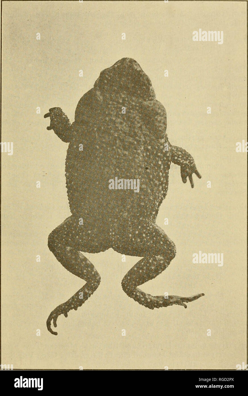 . Bulletin de la société scientifique de San Antonio. La science. Peu d'GKEEN (Bufo debilis (Jirani) San Antonio, Texas Un très grand spécimen. Veuillez noter que ces images sont extraites de la page numérisée des images qui peuvent avoir été retouchées numériquement pour plus de lisibilité - coloration et l'aspect de ces illustrations ne peut pas parfaitement ressembler à l'œuvre originale.. La société scientifique de San Antonio). San Antonio, Texas : Scientific Society of San Antonio Banque D'Images