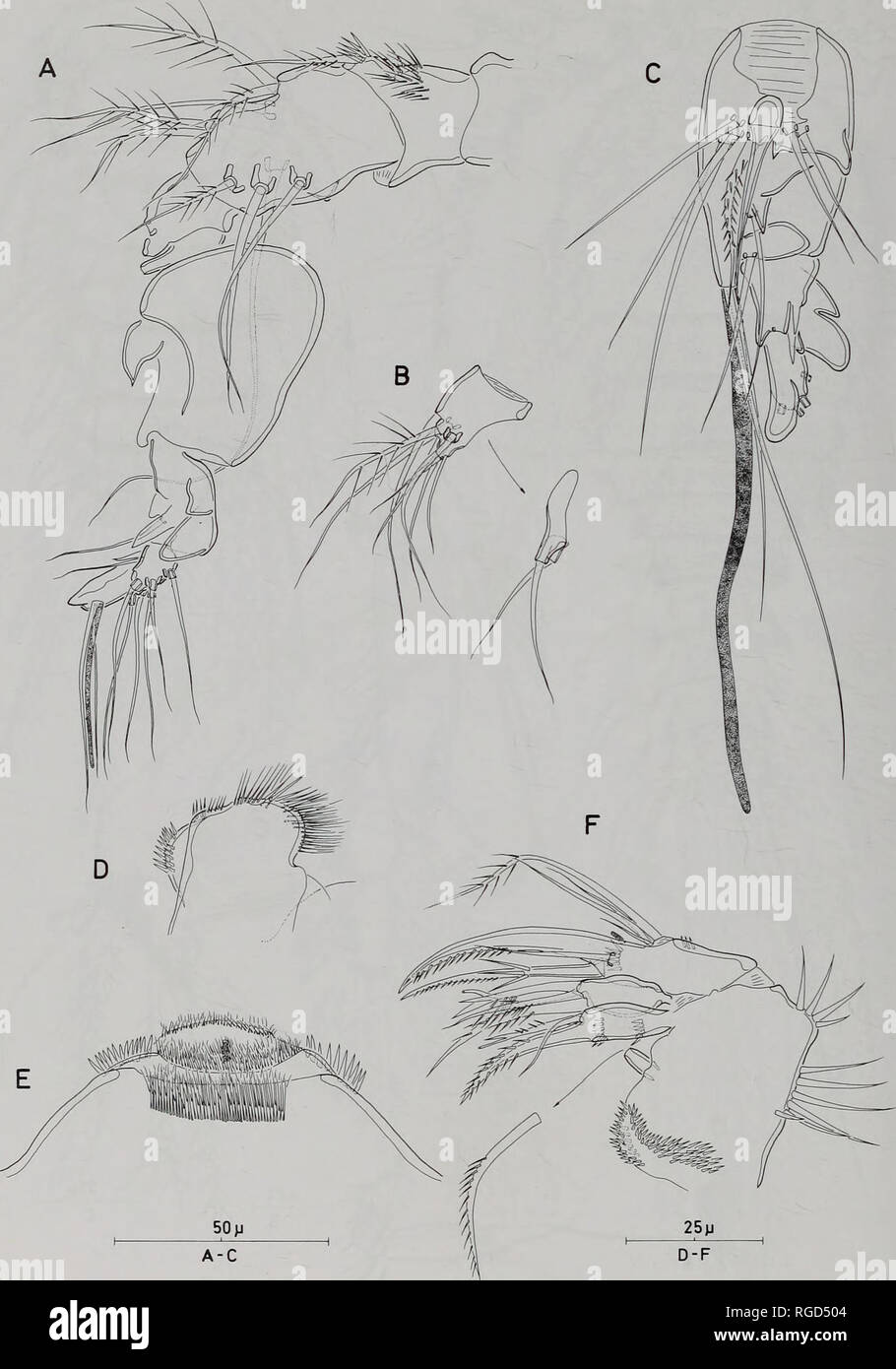 . Bulletin du Musée d'histoire naturelle de la zoologie. 80 R. HUYS ET W. Lee. Fig. 20 Applanola hirsuta (Thompson &AMP ; A. Scott, 1903) comb. nov. Antennule, une dorsale 6 segments d'armature [4-5] ; B, antennulary 3-4 de 6 segments, dorsale ; C, antennulary segment 5 de 6, antérieur ; D, paragnath gauche ; E, labre, antérieur ; F, maxillaire.. Veuillez noter que ces images sont extraites de la page numérisée des images qui peuvent avoir été retouchées numériquement pour plus de lisibilité - coloration et l'aspect de ces illustrations ne peut pas parfaitement ressembler à l'œuvre originale.. Natural History Museum (Londres). Andover : Banque D'Images