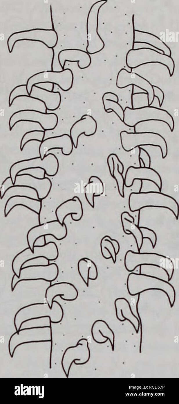 . Bulletin du Musée d'histoire naturelle de la zoologie. . Fig. 1 Nybelinia Lepturacanthus savala aequidentata isolées de. Scolex. Barre d'échelle  = 500 |am. Fig. 2 N. aequidentata. Homeomorphous metabasal l'induit. Barre d'échelle  = |im 25. rose-épine (L =9.6-12.0, 8.8-12.0 ; B =7.2-8.8, 7.2-8.8) ; hsr =7-8. Le strobile est acraspedote, avec environ 240 segments, proglot dernière- tid avec extrémité proximale des 70 premiers proglottis sont très courtes (10-50 x 370-530 large), la prochaine agrandir en taille vers 400- 940-1030 x 500. Les 20 dernières proglottis sont un peu plus large que long 1050-1200 X 1250-1450. Dans les pr Banque D'Images