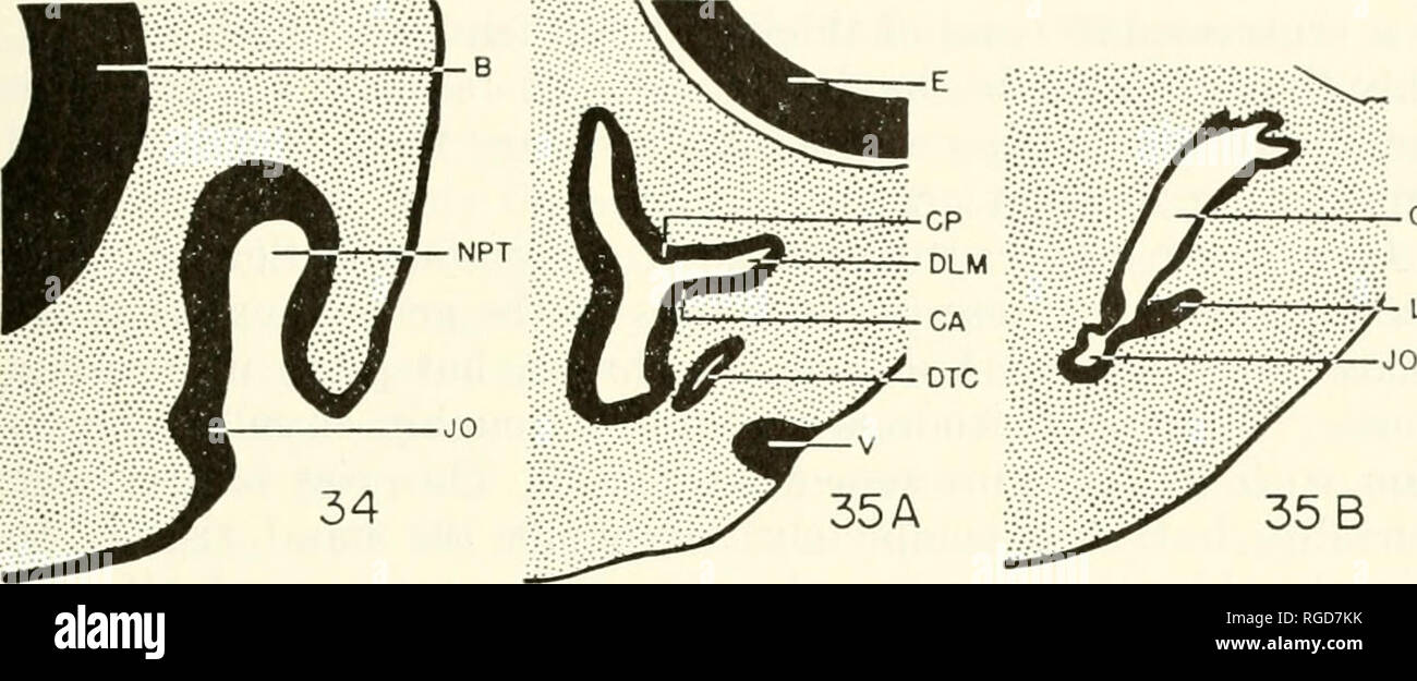 . Bulletin du Museum of Comparative Zoology de Harvard College. Zoologie. PARSONS : EMBRYOLOGIE NASALE arc 155 deux points qui nécessitent d'autres observations. La première de ces préoccupations l'conchae. Osawa (1898), Fuchs (1908) et Pratt (194S) font état d'une seule concha. Cela correspond à Hoppe"s (1934) ; si la concha concha postérieur antérieur est considéré comme faisant partie de ce ou n'est pas considéré comme une formation de conchal n'est pas clair à partir de leurs documents. Malan (1946) appelle l'attention sur cette (Utferent-e, mais n'exprime aucune opinion sur le problème. DeBeer (1937) affirme que Sphe Banque D'Images