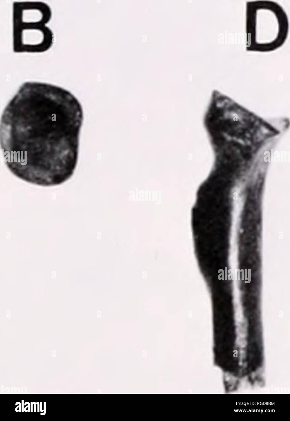 . Bulletin du Museum of Comparative Zoology de Harvard College. Zoologie.  ?. T Figure 15. Stereophotographs kummae de rayons de Ptilodus (UA 9001), la localité RAU2g. A) et b) dans le fragment proximal gauche et médial proximal (top est postérieur) vues ; C) et d) droit dans le fragment proximal vues médial et latéral, x 2.7. cubitus s'étend sur environ 90° autour de la posteromedial marge de la tête radiale. La partie antérolatérale de la ra- dial tête a un corps allongé et télévision facet qui s'oppose à une rainure peu profonde entre l'épicondyle et l'ect- condyle radiale de l'humérus. La partie proximale de t Banque D'Images