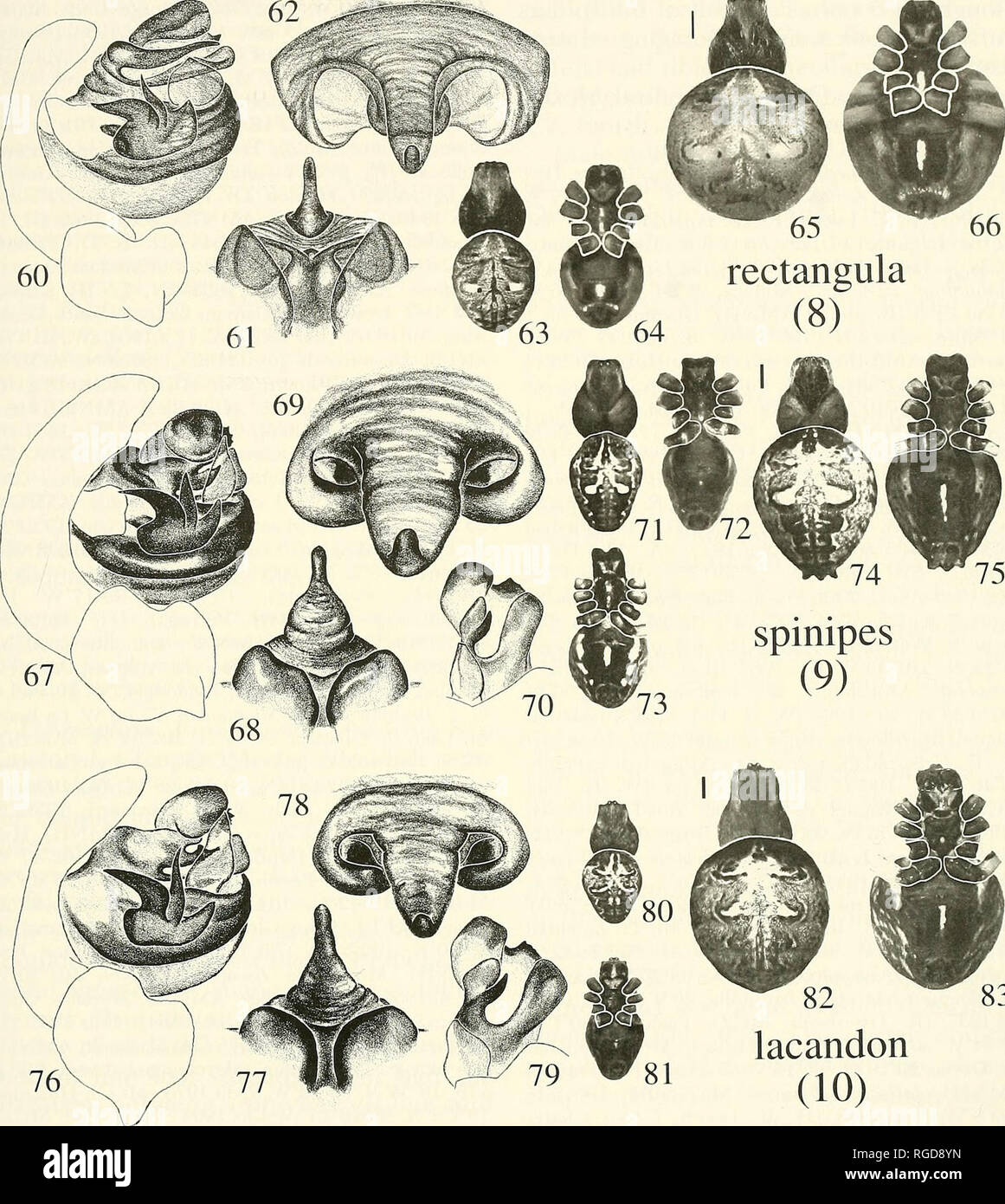 . Bulletin du Museum of Comparative Zoology de Harvard College. Zoologie. • Metepeira Piel 35 4 M. 82 lacandona (10) Les figures 60 à 66. Metepeira rectangula (Nicolet) (sp. 8 ; 37°48'S, 72°43'W). 60 ans, homme, palpus mesal. 61, epigynum, postérieur. 62, epigynum, ventrale. 63 ans, homme, dorsale. 64 ans, homme, face ventrale. 65 ans, femme, dorsale. 66 ans, femme, face ventrale. Les figures 67-75. Metepeira spinipes F. O. P.-Cambridge (sp. [9] 19 67-72,74,75'  = 0'29" N, 99°15'50" de longitude ouest ; [73] 39°18'N, 123°48'W). 67, homme palpus, mesal. 68, epigynum, postérieur. 69, epigynum, ventrale. 70 ans, la division d'embolisation, face ventrale. 71 ans, homme, dorsale. Banque D'Images