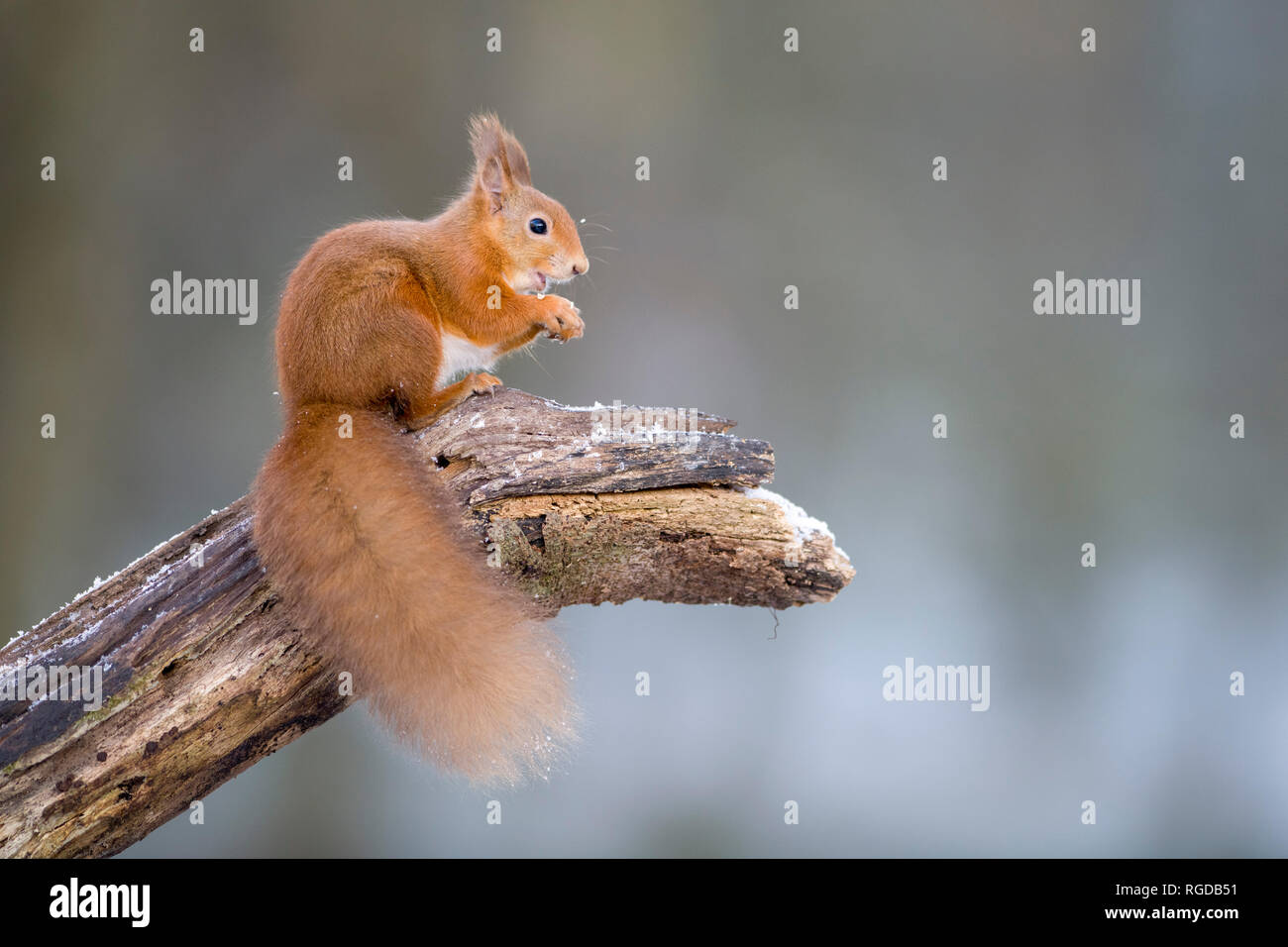 Portrait de la consommation de l'écureuil roux eurasien accroupi sur tronc d'arbre en hiver Banque D'Images