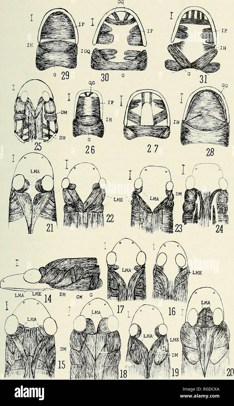 . Bulletin de l'Académie des Sciences de Californie du Sud. La science ; natural history ; histoire naturelle. Bulletin, alors... L'Académie des Sciences de Californie 59, partie 3, 1960. 54 PLAQUE famille des Pléthodontidés ont continué. 14. Desmognathus fusca adulte, côté de la tête. 15. La même, ci-dessus. 16. Adultes Plethodon, ci-dessus. 17. Stereochilus des profils ci-dessus. 20. Aneides lugubris, adultes ci-dessus. 21. Gyrinophilus adulte, ci-dessus. 22. Eurecea bisUneata, adultes ci-dessus. 23. Manculus, adultes ci-dessus. 24. Hemidactylum adultes, ci-dessus. 25. Leurognathus larve, ci-dessus. 26. Hemidactylum les jeunes ci-dessus. 27. L'Oedo- 167. Veuillez noter que ces images Banque D'Images