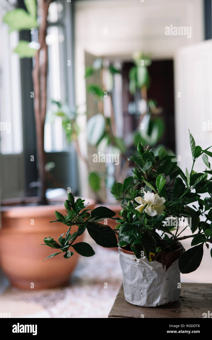 Plantes en pot pour une décoration de table Banque D'Images