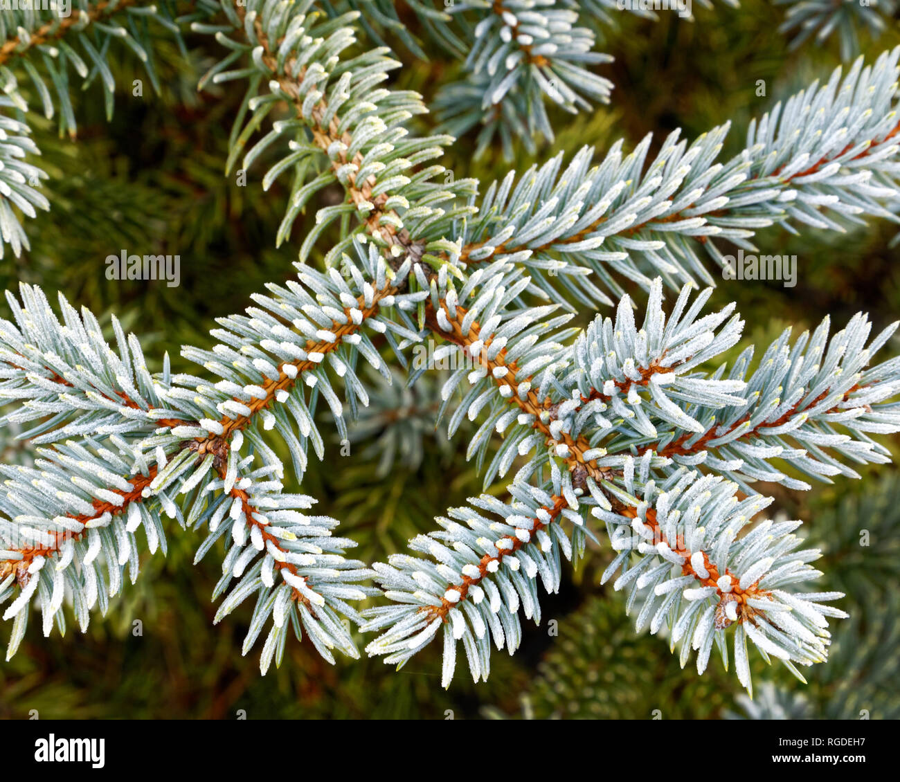 43 467,03845 Frosty, légèrement givré, les aiguilles vertes & branches sur l'épinette (Picea hiver Espèces, Pinaceae), fond vert Banque D'Images