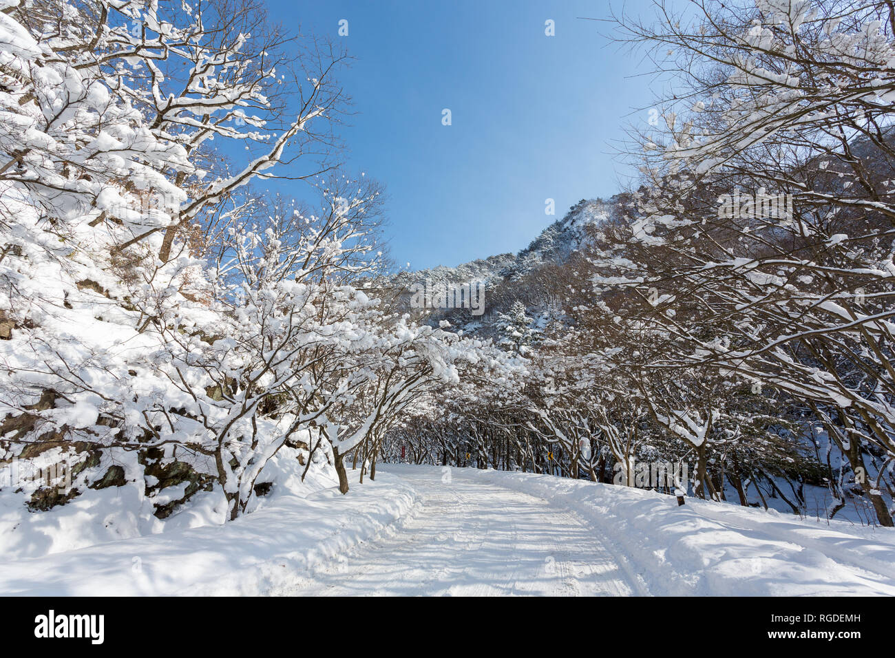 Beau paysage d'hiver en Naejangsan national park, la Corée du Sud. Banque D'Images