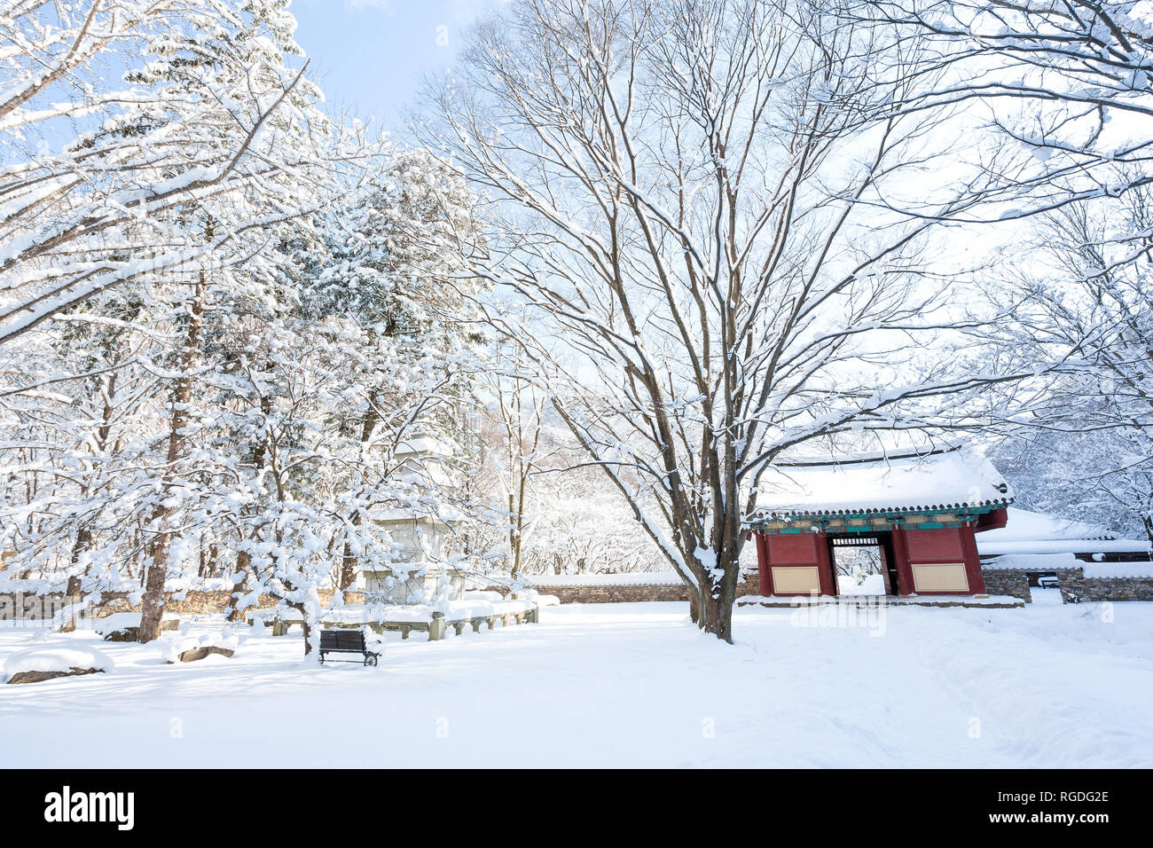 Les arbres couverts de neige et de temple Naejangsa Naejangsan national park, la Corée du Sud. Banque D'Images