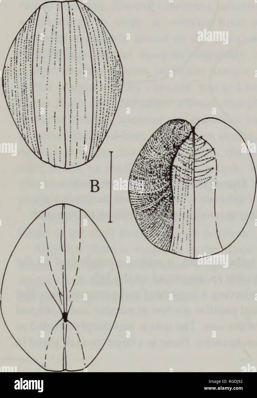 . Bulletin du Musée d'histoire naturelle de la zoologie. . Fig. 20. Ledella aberrata. a, vue dorsale de la shell ; b, dorsale, venlral et vue antérieure d'épaississement shell : c. vue latérale de la plaque de charnière d'une valve gauche, tous de l'Atlantis II à partir de la station 247 Bassin argentin ; d, vue latérale de la plaque de charnière d'une vanne de droite, à partir de la gare de la chaîne 85. Pèse-personne  = 1 mm. La distribution. Dans les régions tempérées et tropicales de l'Atlantique à des bassins de profondeurs abyssales &gt;4000m, rare dans l'Amérique du Nord Bassin. Plage de profondeur, 2138-5223m. Description de l'enveloppe (Figs 20 &AMP ; 21) Shell petits, ovés, relativement élevé, moyennement wi Banque D'Images