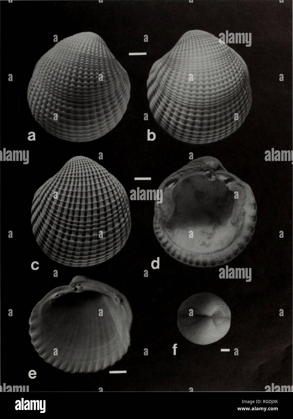 . Bulletin du Musée d'histoire naturelle de la zoologie. L'ANATOMIE ET ...