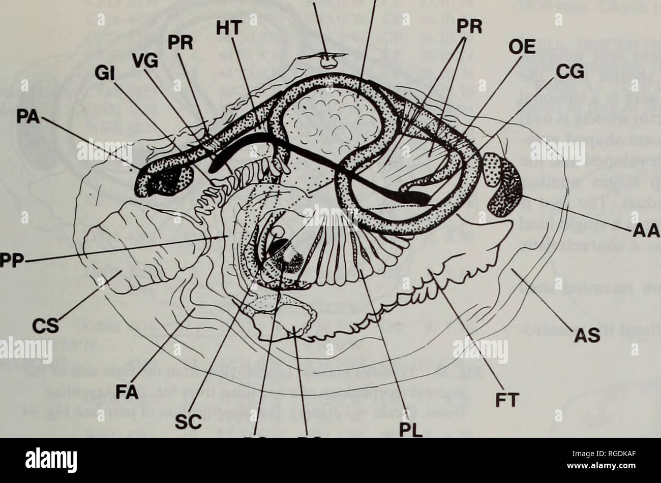 Stomach Anterior View Banque De Photographies Et D Images A Haute Resolution Alamy