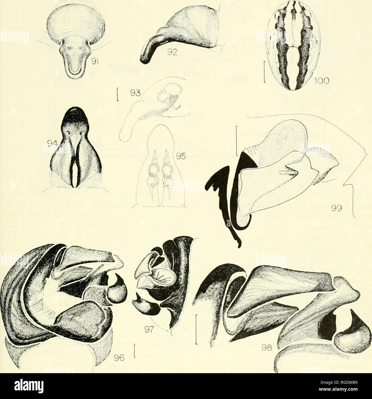 . Bulletin du Museum of Comparative Zoology de Harvard College. Zoologie. Neoscona araignées • Berman et Levi 491. Neoscona neo/heis (Petrunkevitch). Fig. 91-95. Epigynum. 91. Ventrale. 92. Latéral. 93. En latéral, effacée. 94. Posterio- dorsale. 95. Posteriodorsal effacée. Fig. 96-99. Palpus gauche. 96. Face ventrale, cymbium retiré. 97. Latéral. 98. Vue ventrale de structures du palpe. 99. Vue apicale. Fig. 100. Abdomen femelle. Échelles. 0,1 mm, abdomen 1 mm. Trans. New York Acad. Sci., 30 : 322, fig.s. 200-204, 9, $. Pas Neoscona oaxacensis Keyserling. Cuhanella recta Franganillo, 1930, Mem. Institut Na Banque D'Images