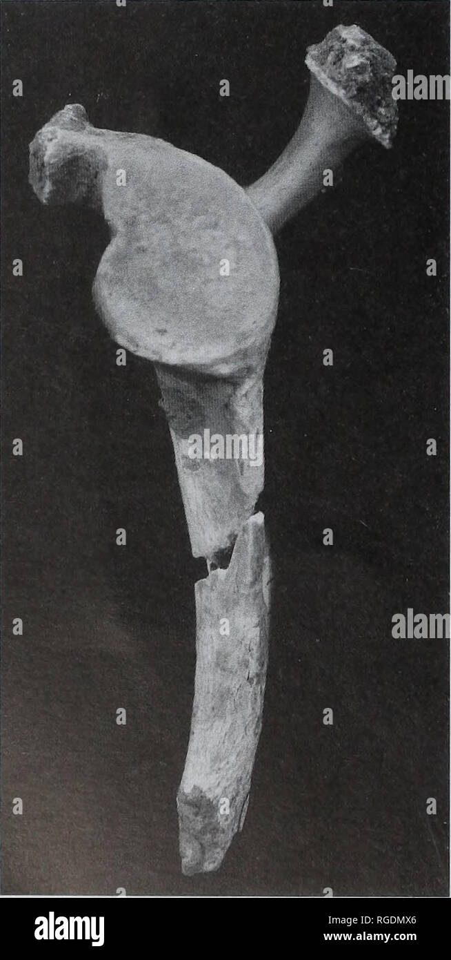 . Bulletin du Musée Histort naturelles. Série Géologie. Fig. 7 L'omoplate gauche. M.54057, 0,5 x la taille naturelle. 7A, 7B ; ventrale dorsale.. Fig. 8 L'omoplate gauche, M.54057, fosse glénoïde en vue latérale. La taille naturelle de la région. ligament conoïde peut être clairement perçu comme un aspect lisse sur la face interne de la surface supérieure de l'Apophyse coracoïde. L'omoplate était celui d'un adulte. Le subcoracoid et inférieur de la fosse glénoïde centres d'ossification secondaire rim sont entièrement protégés et les lignes de croissance sont effacées. M.54059 GC (n° 7) (Fig. 10) à gauche c'est un fragment de la racine latérale et de la colonne vertébrale, des portions plus Banque D'Images