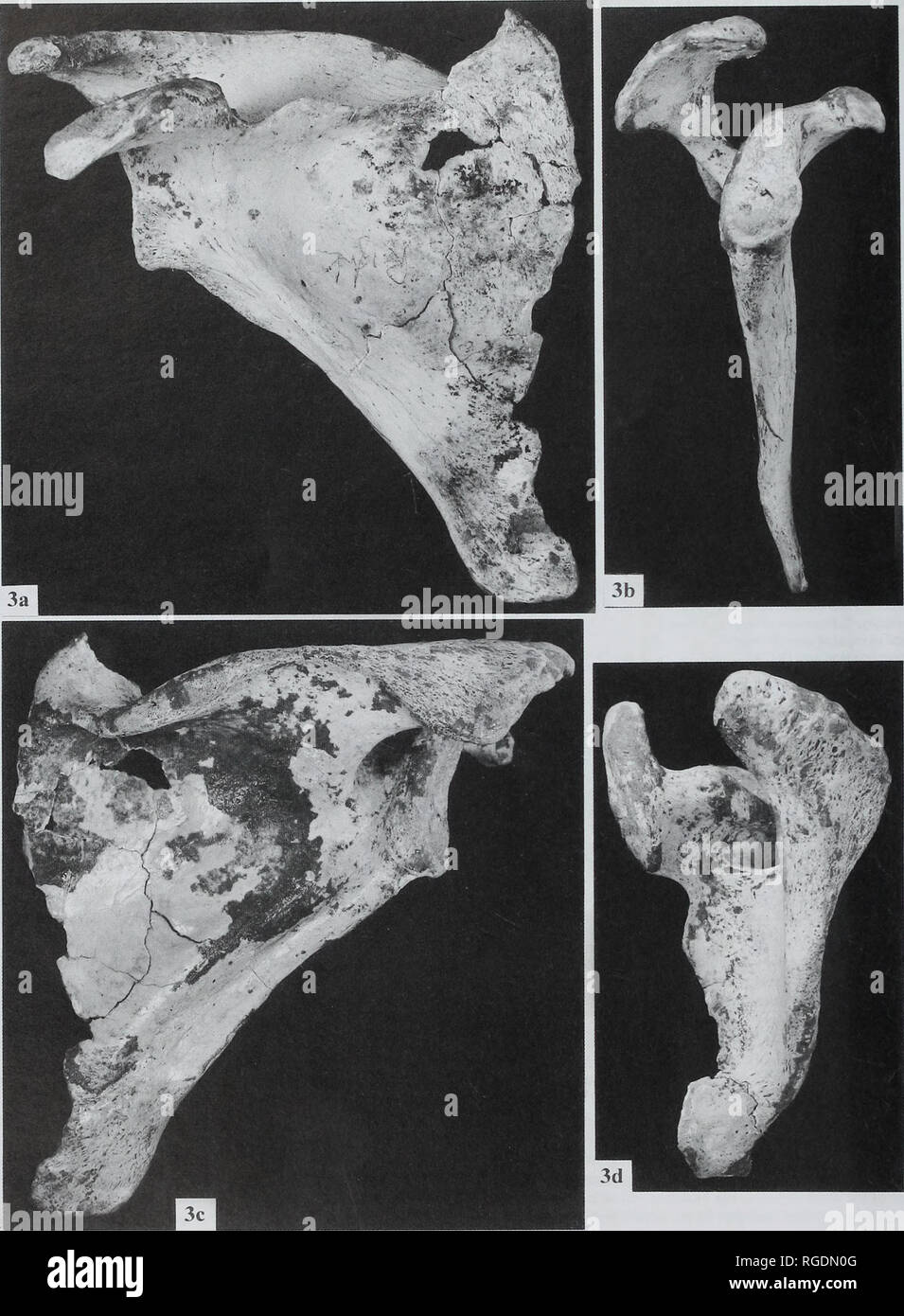 . Bulletin du Musée Histort naturelles. Série Géologie. . Fig. 3 1 toux's Cave, dans l'omoplate droite ventral (a), (b), (c) et supérieure (d) vues ; x 0,8.. Veuillez noter que ces images sont extraites de la page numérisée des images qui peuvent avoir été retouchées numériquement pour plus de lisibilité - coloration et l'aspect de ces illustrations ne peut pas parfaitement ressembler à l'œuvre originale.. Natural History Museum (Londres). Andover : intercepter Banque D'Images