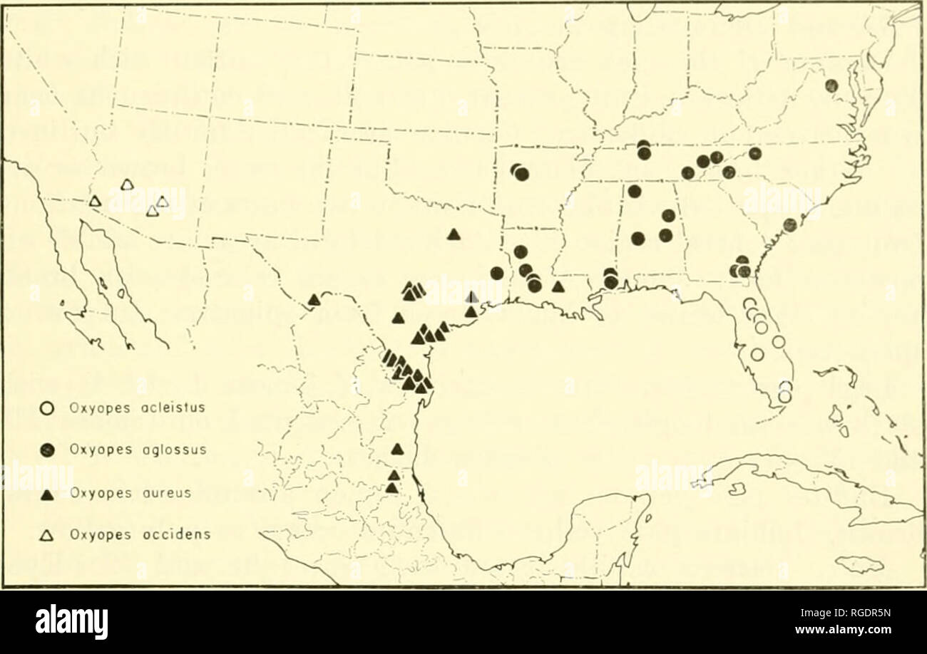 . Bulletin du Museum of Comparative Zoology de Harvard College. Zoologie. BRADV IDKIJS LVNX : SI'MKKiCA 4 NORD DE A.()1, 9 juin 1954 (N.-B.). Le Texas. Aransas ; Ataeosa ; Bee ; ; ; Brewster Brazoria Calhoun ; Cameron ; Dallas ; Harris ; HidaljiO ; San Patricio ; Starr ; Travis. Le Mexique. Tamaiilipas. (Jnalolcjo Forloii près de Rio, 16 avril 1938, S 99 (couvercle, B. Brown). San Luis Postosi. Iluichilui- aj-an, 19 mai 1952, $ (MA( WJG, RS), 10 mi. N de l'Aallcs, 23 juillet 1945, S (A. M. Dame).. Carte 1 AGLOssus OxYOPES Chamberlin Figures 9 à 12, 21, 22, 31, 32, 39, 40. :Lap 1. Oxyopes aglossus Chamberlin, 1929, Ent. News, Banque D'Images