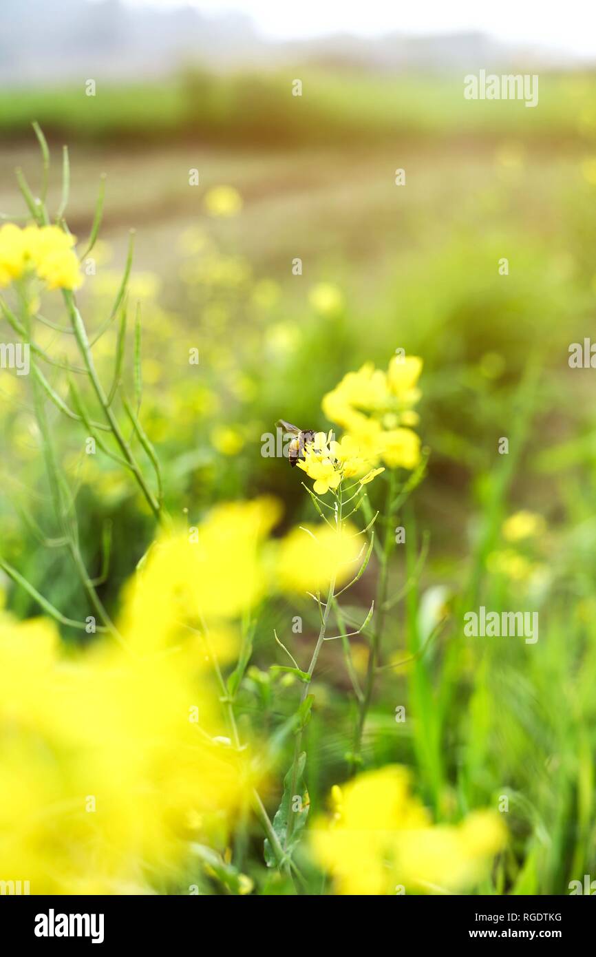 Photo de fleur jaune moutarde avec feuille verte. Banque D'Images
